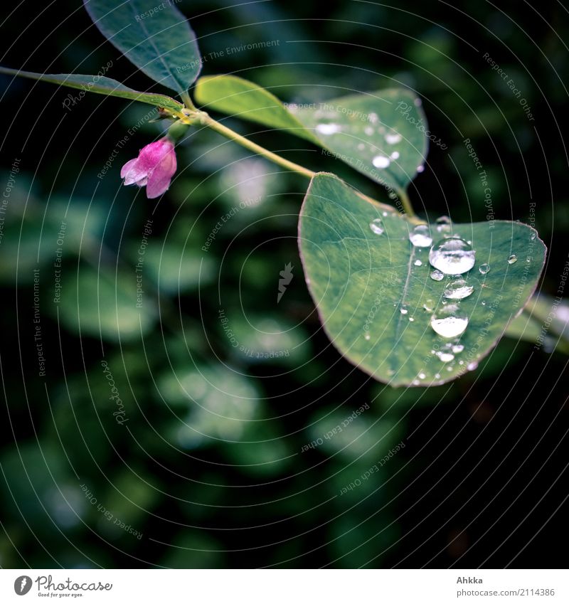 Wasserperlen Natur Pflanze Wassertropfen Sommer Blatt Blüte Tropfen glänzend ästhetisch dunkel frisch Gesundheit klein nass grün rosa schwarz Stress Duft
