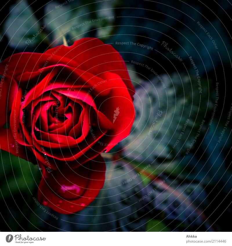 Rose von oben vor einem dunklen natürlichen Hintergrund schön Duft Trauerfeier Beerdigung Pflanze Wassertropfen Regen Blume Liebe ästhetisch Erotik frisch nass