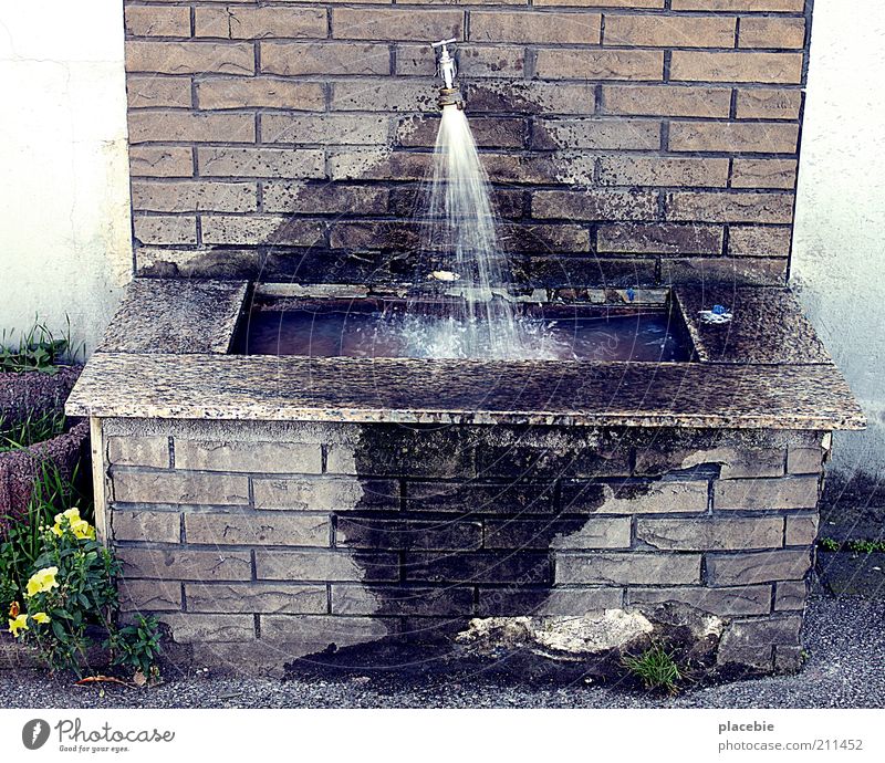 Öffentliches Waschbecken Natur Pflanze Blume Mauer Wand Stein Beton Backstein Wasser Reinigen alt kaputt braun gelb grau Erfrischung Wasserhahn Erholung
