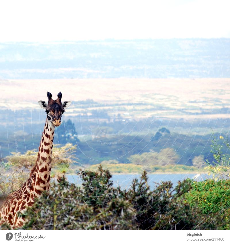 Giraffe II Safari Natur 1 Tier Zufriedenheit Afrika Kenia Wachsamkeit Farbfoto Gedeckte Farben Außenaufnahme Panorama (Aussicht) Blick in die Kamera Pflanze