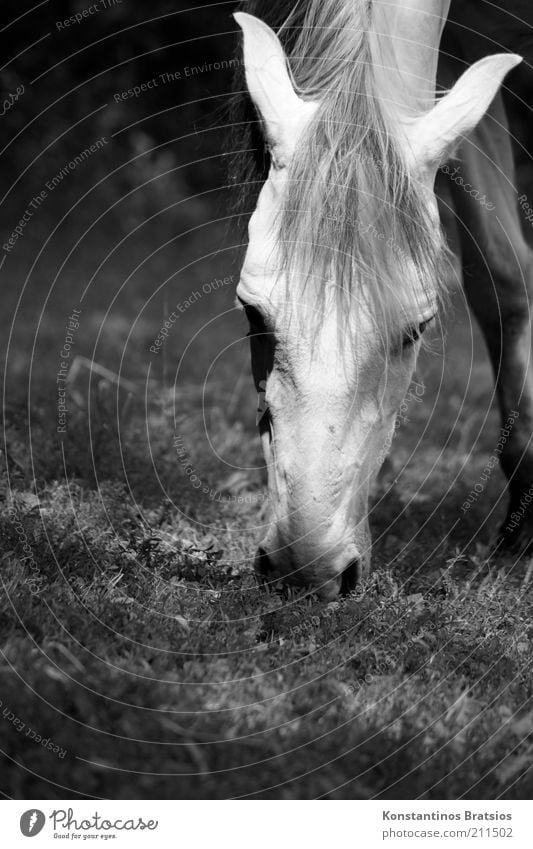 grasen Frühling Sommer Wiese Weide Tier Pferd 1 Fressen frei schön Tierliebe Erholung Mähne Nüstern Ohr Kopf Auge Schwarzweißfoto Außenaufnahme Menschenleer