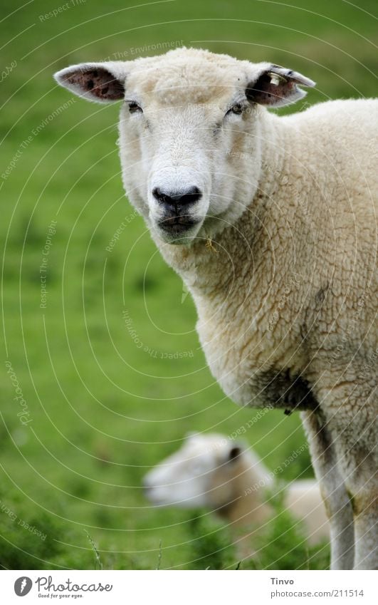 Schaf blickt in Kamera Haustier Nutztier 2 Tier natürlich Deich bodenständig Interesse stehen Blick Ohr Weide Schaffell Tiergesicht Maul Nase Auge 1 Unschärfe