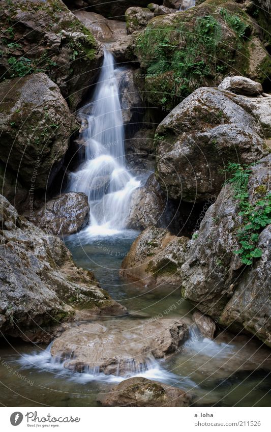 nature 4.4 ruhig Berge u. Gebirge Natur Urelemente Wasser Pflanze Felsen Alpen Bach Wasserfall Bewegung glänzend Flüssigkeit frisch kalt nass Sauberkeit
