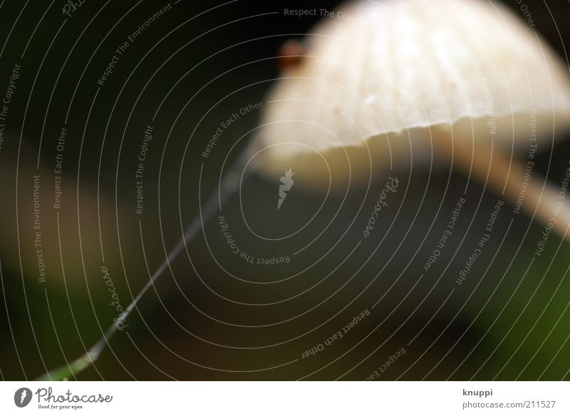 Am seidenen Faden Pilz Pilzhut Umwelt Natur Tier Erde Herbst Schönes Wetter Spinne Spinnennetz stehen Wachstum braun grün weiß fadenförmig beige Unschärfe ruhig