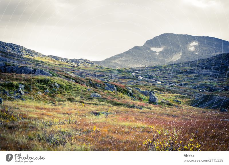 Buntes Fjell in Norwegen harmonisch Berge u. Gebirge wandern Natur Landschaft Pflanze Tier Herbst schlechtes Wetter Fjäll Stein fantastisch Stimmung bescheiden
