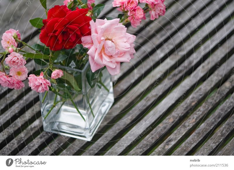 rosarot Duft Sommer Pflanze Blume Rose Dekoration & Verzierung Blumenstrauß Glas ästhetisch Glück stachelig Gefühle Romantik Farbfoto Außenaufnahme Nahaufnahme