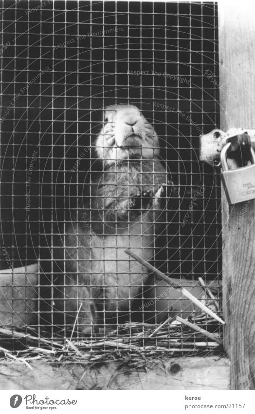 hinter schloss und riegel Hase & Kaninchen Stall Gitter Schwarzweißfoto