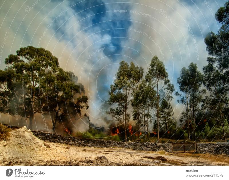 Feuerzeug Natur Landschaft Erde Sand Luft Himmel Wolken Sommer Schönes Wetter Baum Wald Menschenleer Mauer Wand mehrfarbig brennen Rauchen Eukalyptusbaum