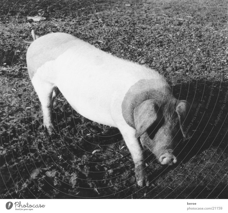 Mohrenköpfle Nutztier Schwarzweißfoto Schwäbisch-Hällisches Landschwein Hohenlohe historische Rasse