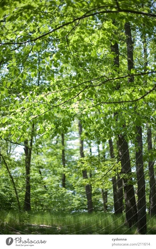 Es grünt so grün harmonisch Wohlgefühl Erholung ruhig Umwelt Natur Landschaft Frühling Sommer Baum Blatt Wald einzigartig Freiheit geheimnisvoll Idylle Leben