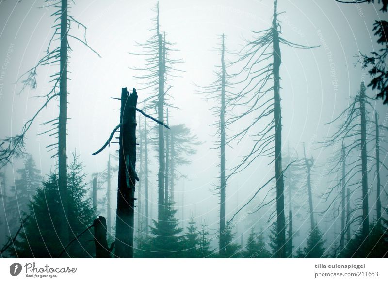 milchwald Umwelt Natur Herbst schlechtes Wetter Nebel Baum Wald dunkel gruselig kalt natürlich blau Stimmung Einsamkeit Endzeitstimmung Vergänglichkeit