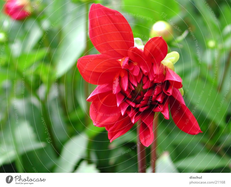 Blüte rot Blume