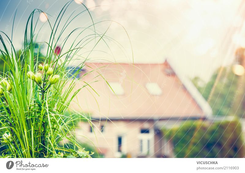 Schöne grüne Pflanze und Blumen auf Dachterrasse Lifestyle Stil Design Sommer Häusliches Leben Wohnung Garten Natur Sonnenlicht Frühling Herbst Schönes Wetter
