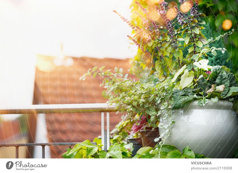 Topfblumen auf Balkon oder Terrasse Lifestyle Design Ferien & Urlaub & Reisen Sommer Häusliches Leben Wohnung Garten Natur Sonnenaufgang Sonnenuntergang