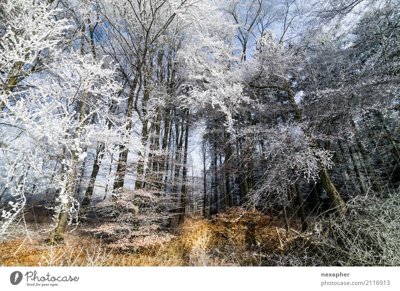 gefrorener Wald Ausflug Winter Schnee wandern Natur Landschaft Baum Erholung frieren authentisch frisch schön kalt natürlich blau braun weiß Stimmung