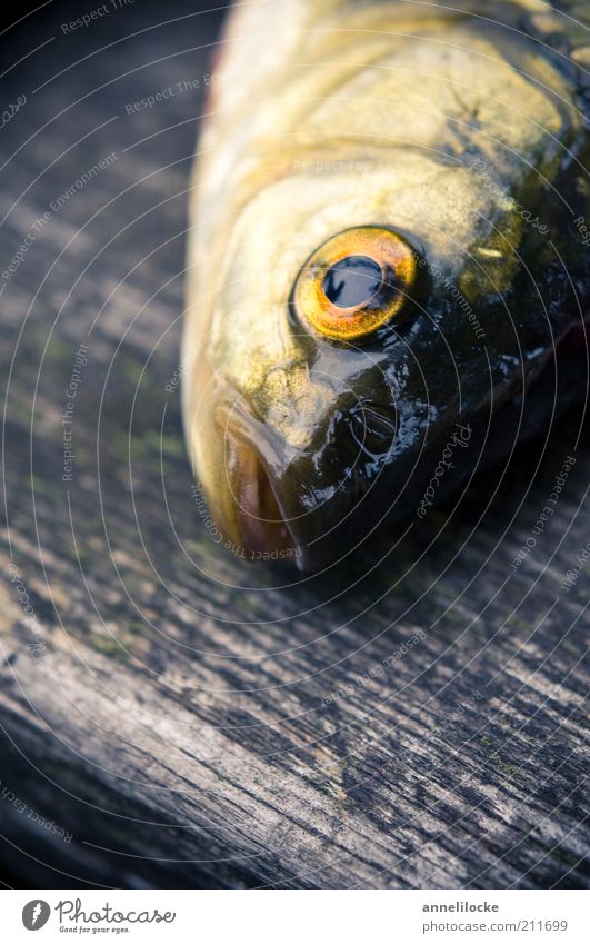 Goldfisch Lebensmittel Ernährung Bioprodukte Tier Wildtier Totes Tier Fisch Auge Rotfeder Maul Karpfen 1 Holz fangen frisch nass gelb gold Tod Farbfoto