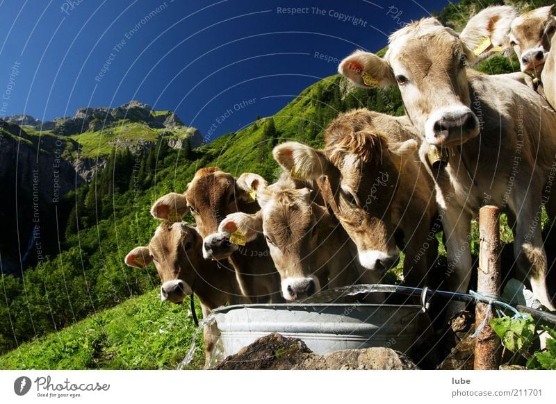 Wir gratulieren Ferien & Urlaub & Reisen Berge u. Gebirge Umwelt Natur Landschaft Wasser Wolkenloser Himmel Sommer Schönes Wetter Alpen Tier Nutztier Kuh