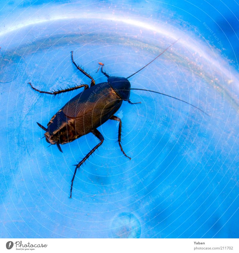 La Cucaracha Tier Käfer Gemeine Küchenschabe 1 krabbeln Schädlinge unverwüstlich Schädlingsbekämpfung Fühler Beine Eimer Farbfoto Makroaufnahme gefangen braun