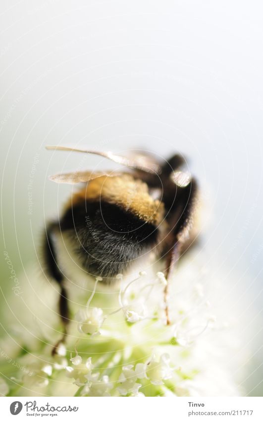 Let it bee Sommer Pflanze Blüte Biene 1 Tier krabbeln klein nah Hummel Flügel zart filigran Hinterteil pelzig wegkrabbeln Farbfoto Außenaufnahme Makroaufnahme