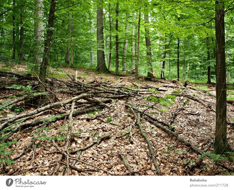 Mikado XXL harmonisch ruhig Ferien & Urlaub & Reisen Ausflug Freiheit Sommer Umwelt Natur Landschaft Pflanze Baum Blatt Wald Holz natürlich wild braun grün
