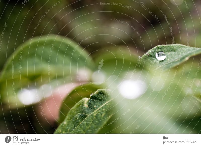 Tautropf Wasser Tropfen Gesundheit Natur Pflanze Urelemente Wassertropfen Sommer Schönes Wetter Nebel Gras Blatt Grünpflanze Alpen Schweiz Europa genießen