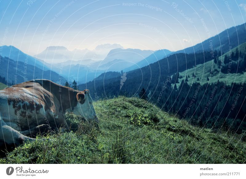 moinmoin Tier Nutztier Kuh 1 blau grün Zufriedenheit friedlich Bergkette Tal Farbfoto Gedeckte Farben Außenaufnahme Menschenleer Textfreiraum oben