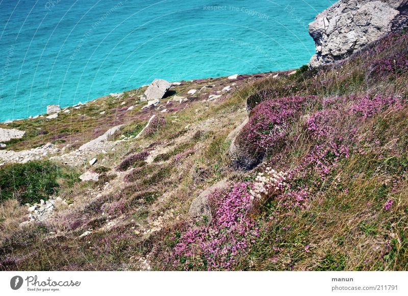 Bretagne IX, Abhang Umwelt Natur Landschaft Erde Wasser Sommer Pflanze Sträucher Moos Blüte Wildpflanze Ginsterblüte Felsen Bucht Riff Meer steinig Einsamkeit