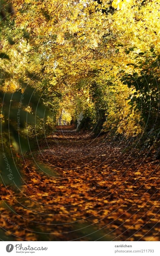 Blättertunnel Natur Landschaft Baum Park Wald braun gelb gold Herbst Blätterdach Wege & Pfade Spazierweg Herbstfärbung Farbfoto Außenaufnahme Menschenleer