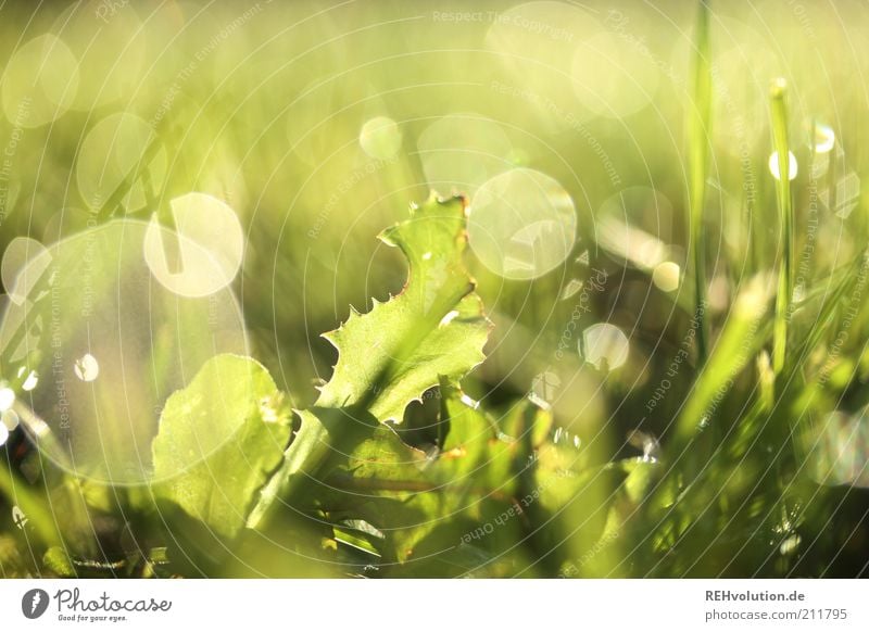 "Es nie zu früh und selten zu spät." Umwelt Natur Pflanze Gras Blatt Grünpflanze Wiese außergewöhnlich hell grün Tau Wasser nass leuchten Blendenfleck Wachstum