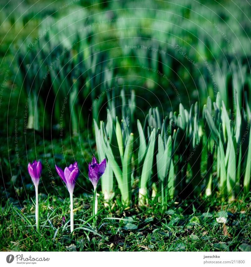 Siegertreppchen Umwelt Natur Pflanze Frühling Klima Blüte Garten Park frisch positiv grün violett Lebensfreude Krokusse Blühend zart zartes Grün Trieb sprießen