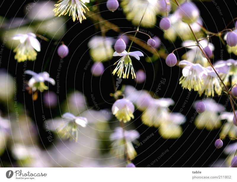 Kontraste Pflanze Sträucher Blüte Samen Blühend hängen Wachstum dunkel schön klein natürlich rund gelb violett rosa schwarz weiß Pollen Zweige u. Äste Clematis