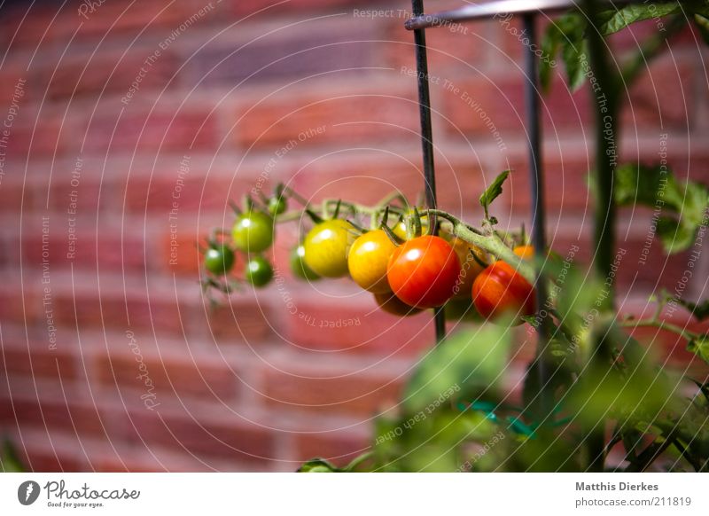Ampel Gemüse Frucht Kräuter & Gewürze Ernährung Bioprodukte Vegetarische Ernährung ästhetisch Tomate lecker Gesundheit Ranke gelb rot grün reif Wachstum