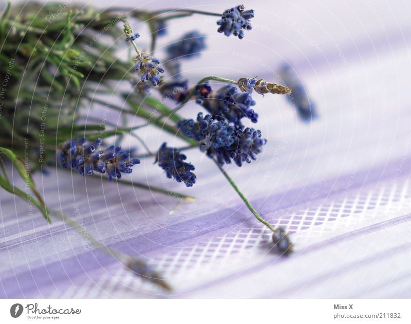 Lavendel Lebensmittel Kräuter & Gewürze Pflanze Sträucher Blüte Nutzpflanze Wildpflanze Topfpflanze dehydrieren Duft trocken violett Farbe Provence Potpourri