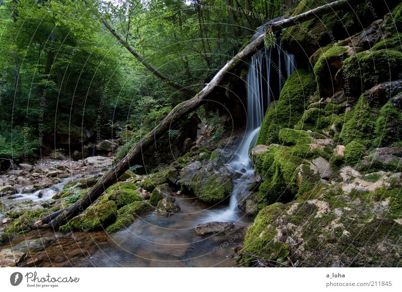 nature 6.6 Natur Urelemente Wasser Sommer Pflanze Baum Wald Felsen Alpen Berge u. Gebirge Bach Wasserfall Wachstum ästhetisch Flüssigkeit natürlich grün