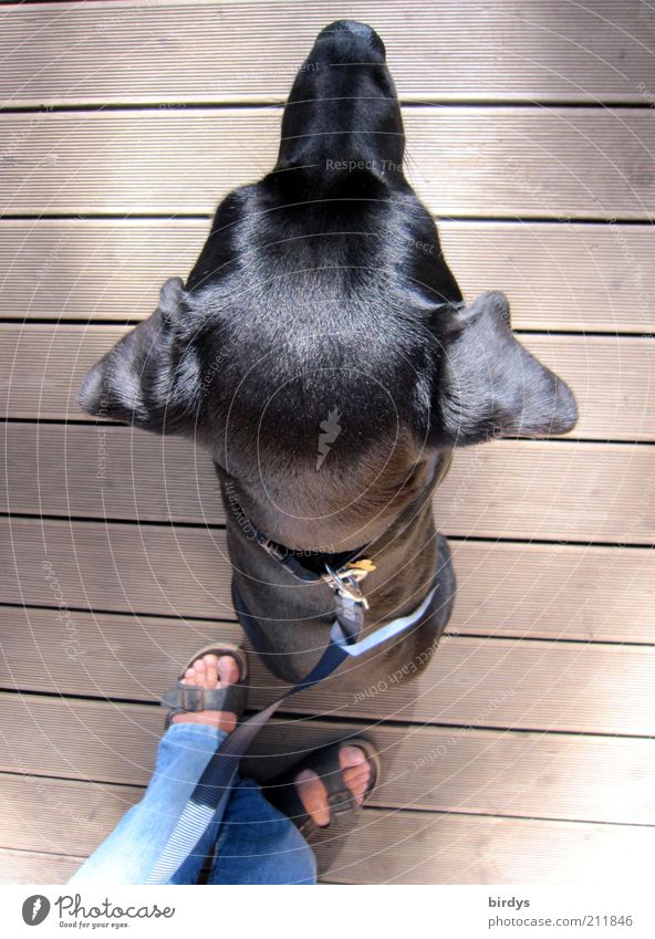 sitzbeifuß Fuß 1 Mensch schwarzhaarig Haustier Hund Fell Tier Blick sitzen ästhetisch glänzend Schutz Wachsamkeit diszipliniert Partnerschaft Vertrauen