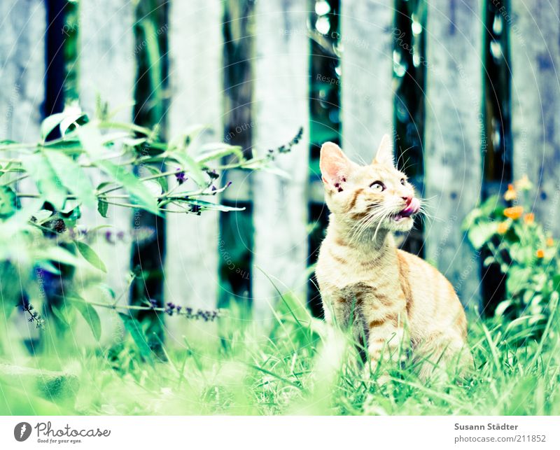 Ed von Schleck Garten Tier Haustier Katze entdecken hocken hören Jagd schön lutschen Katzenbaby Katzenzunge Appetit & Hunger beobachten Blick Gartenzaun