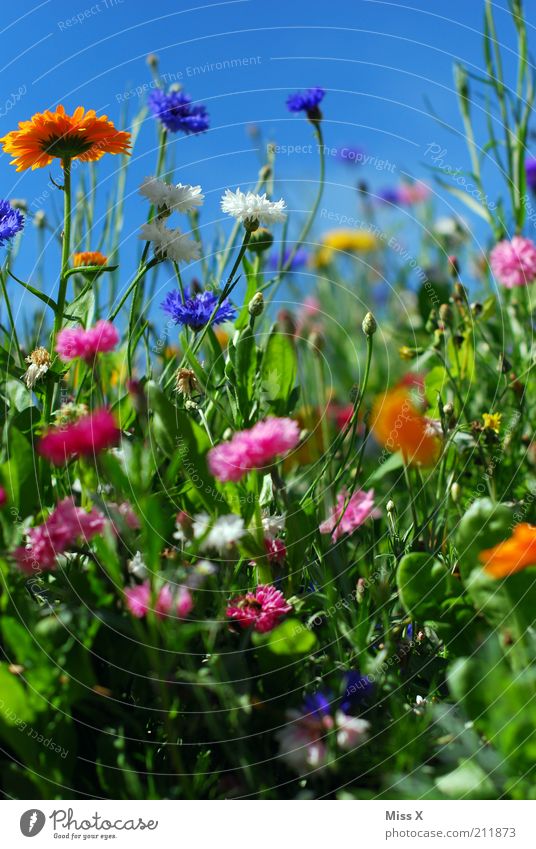 Sommerwiese Garten Natur Pflanze Frühling Schönes Wetter Blume Gras Blüte Wiese Blühend Duft Wachstum Fröhlichkeit mehrfarbig Stimmung Erholung Idylle