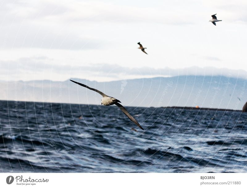 Vestmannaeyjar | Iceland Meer Insel Wellen Umwelt Natur Landschaft Tier Wasser Himmel Wolken Wind Küste Wildtier Vogel Flügel Möwe Möwenvögel 3 Tiergruppe