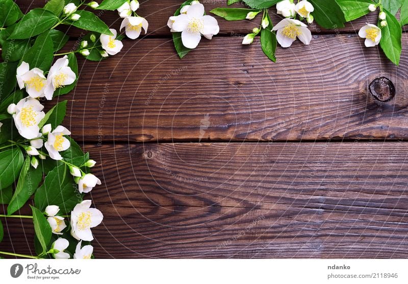 Zweige des Jasmins mit weißen Blumen Sommer Feste & Feiern Blatt Blüte Blumenstrauß Holz Blühend frisch hell natürlich braun gelb grün Farbe Hintergrund