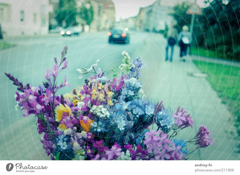 Blumenstrauß Natur Pflanze Frühling Sommer Fußgänger Straße Fahrzeug Duft blau mehrfarbig grün rosa Gefühle Sommerblumen Urbanisierung Blühend Farbfoto
