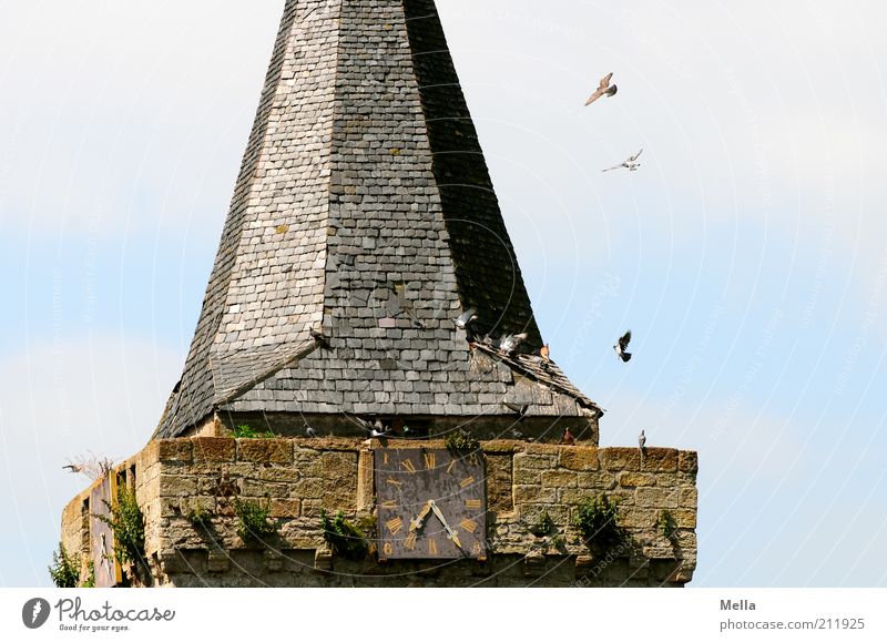 Halb acht Kirche Gebäude Dach Glockenturm Kirchturm Kirchturmuhr Tier Vogel Taube Tiergruppe Uhr Uhrenzeiger Uhrenturm Stein fliegen hocken sitzen frei
