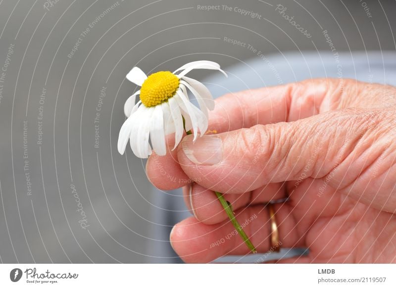 ...den Frühling halten! Glück Gesundheit Seniorenpflege feminin Frau Erwachsene Weiblicher Senior Großmutter Leben Hand 60 und älter Blume Blühend verblüht