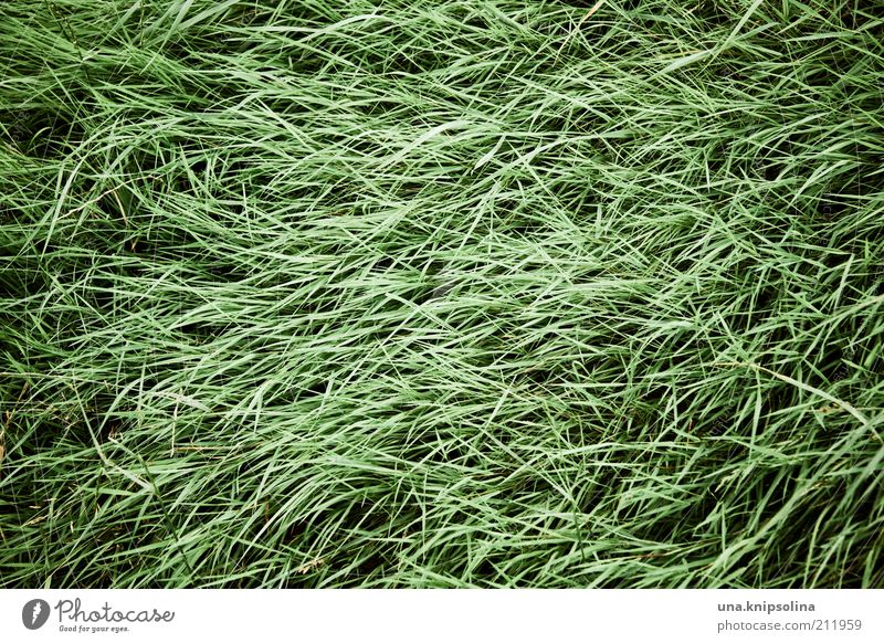 gestrypp Natur Pflanze Gras grün Graswiese Grasbüschel wehen Linie durcheinander Tag Farbfoto Gedeckte Farben Außenaufnahme abstrakt Muster Strukturen & Formen
