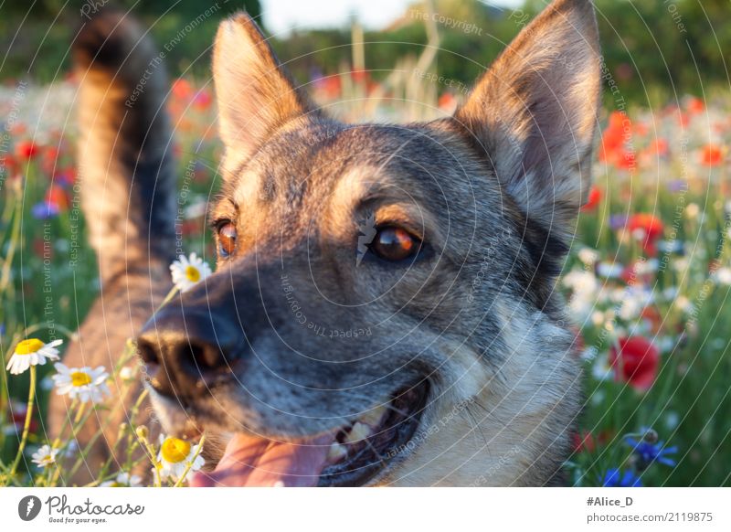 Es Hauch von Sommer Tier Haustier Hund 1 Erholung genießen Lächeln Fröhlichkeit glänzend Freude Glück Lebensfreude Idylle rein Stimmung Umwelt