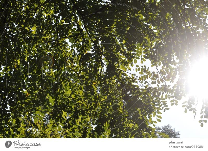 Sommertag Natur Pflanze Himmel Sonnenlicht Schönes Wetter Baum Blatt Glück Zufriedenheit Frühlingsgefühle ruhig Freude Umwelt Farbfoto Außenaufnahme