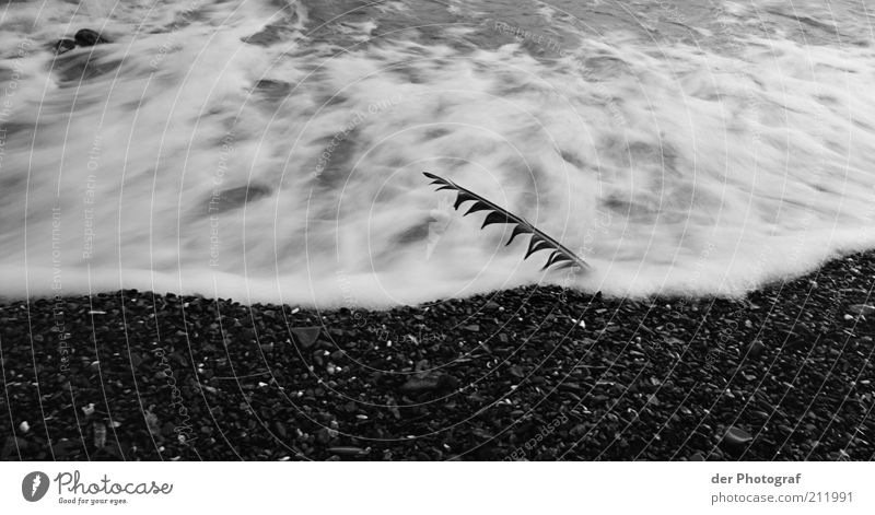 Washed away Natur Wasser Wellen Küste Strand Feder Trauer Tod Schmerz Sehnsucht Einsamkeit Schwarzweißfoto Außenaufnahme Nahaufnahme Menschenleer Dämmerung