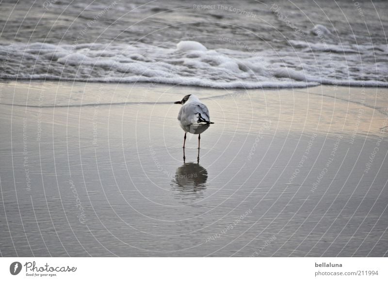 Und ich bin wieder allein, allein... Umwelt Natur Wasser Sommer Wetter Schönes Wetter Wellen Strand Ostsee Meer Tier Wildtier Vogel Flügel 1 stehen Möwe
