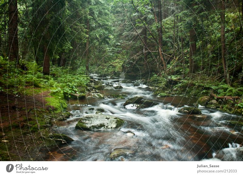 Bachlauf 2 Umwelt Natur Landschaft Pflanze Urelemente Erde Wasser Wald Urwald Fluss nass Langzeitbelichtung grün Außenaufnahme Waldboden Menschenleer Felsen