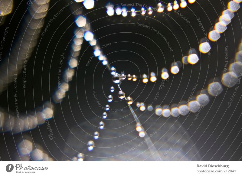 *BlingBling*-Kette Natur Wasser Wassertropfen grau silber weiß glänzend rund Kugel Spinnennetz System Netzwerk nass feucht Perlenkette Farbfoto Nahaufnahme