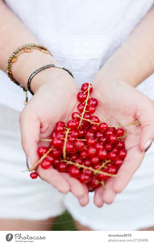 Johannisbeeren II Beeren Gesunde Ernährung Speise Essen Foodfotografie Lebensmittel Sommer ansammeln Frucht Hand festhalten Frau weiß rot grün Frühling